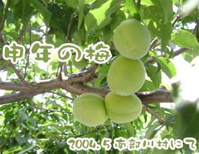 申年の梅